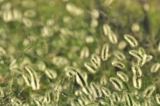 ネコジャラシの写真