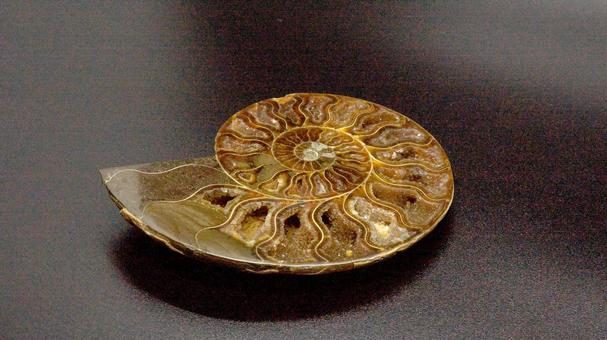 アンモナイト化石 アンモナイト,化石,貝殻の写真素材