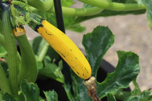 栽培され実った黄色のズッキーニの実の写真