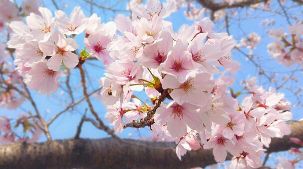桜　教信寺19-2 桜,さくら,卒業式の写真素材