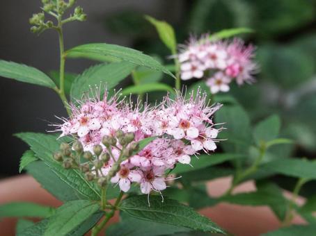 シモツケ・下野　マクロ 親しまれる,ブーケ状,小花集合の写真素材
