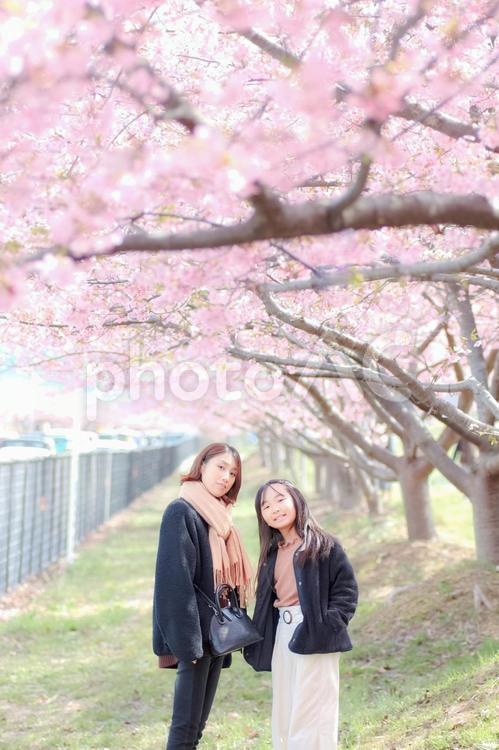 春のイメージ｜桜ポートレート（2人） 桜,女性,若いの写真素材