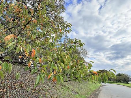 色づき始めた桜の葉と秋の空 色づき始めた桜の葉と秋の空の写真