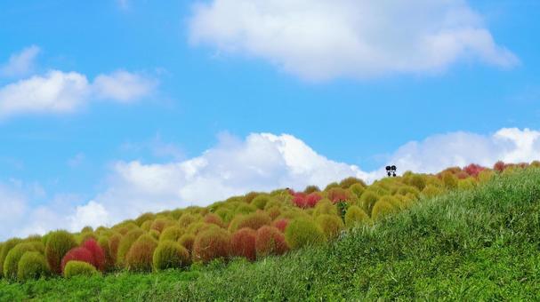 ひたち海浜公園・初秋の色づき始めたコキア ひたち海浜公園・初秋の色づき始めたコキア 初秋,国営ひたち海浜公園,色づくの写真素材