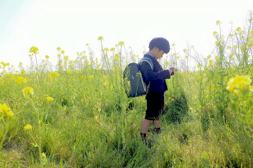 ランドセル ランドセル,入学式,新学期の写真素材