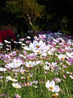 花壇に咲く白・ピンクのコスモス コスモス,花,植物の写真素材