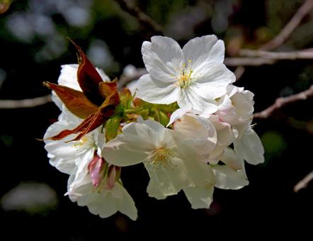 サトザクラ 'タイハク' サトザクラ,タイハク,里桜の写真素材