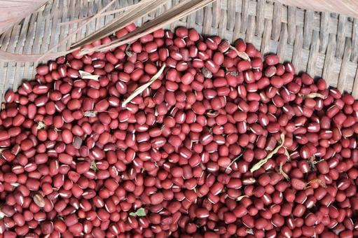 摘み取ったばかりの小豆 小豆,食材,和食の写真素材