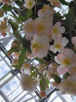 花 花 ベゴニア,花びら,小さい花の写真素材