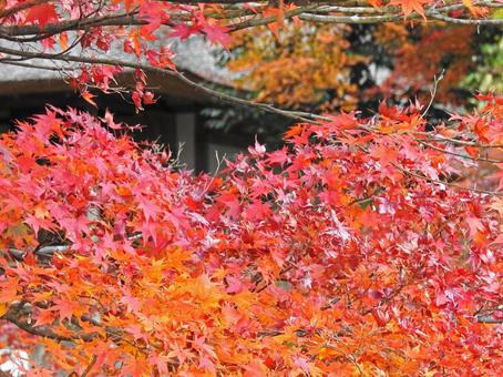 見頃で美しい紅葉 見頃で美しい紅葉の写真