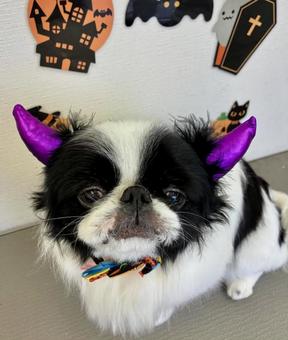 狆のhappyハロウィン　 狆,モデル犬,ハロウィンの写真素材