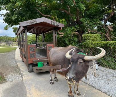 Buffalo Cart, JPG Buffalo Cart, JPG