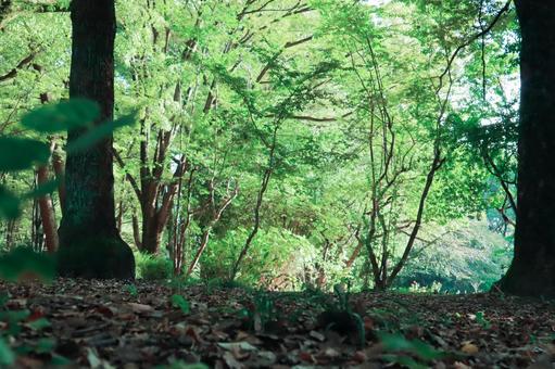 森林 森林 森林,雑木林,森の写真素材