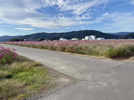 福井県　曇り空と宮ノ下コスモス公苑 あぜ道,福井県,宮ノ下コスモス公苑の写真素材