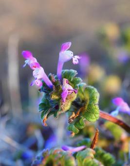 ホトケノザの写真
