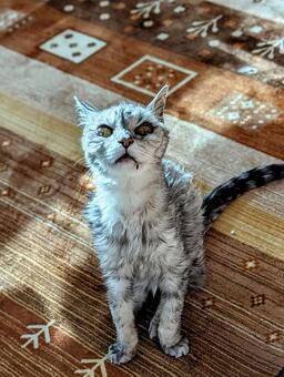 老猫　お魚の匂いがする 老猫,猫,グレーの写真素材