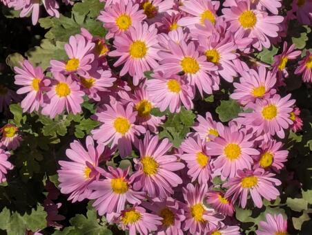 菊 菊,秋,自然の写真素材