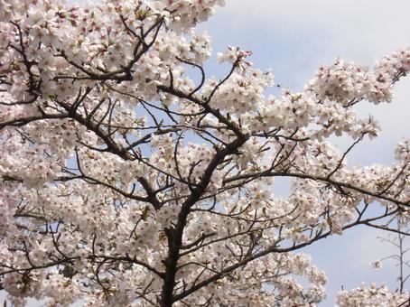 清水公園の桜-33 清水公園の桜-33 清水公園,千葉県野田市,桜の木の写真素材