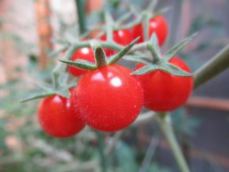 Photo, micro tomato, mini tomato, tomato, 
