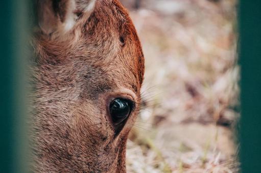 鹿の真実の眼差し 鹿,動物,哺乳類の写真素材