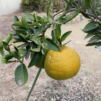 初伊予柑 伊予柑,柑橘,家庭菜園の写真素材