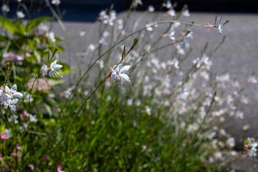実家の玄関脇に咲く白いガウラの花 実家の玄関脇に咲く白いガウラの花 花,ガウラ,白の写真素材