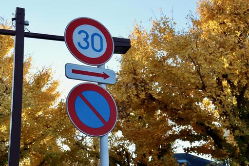 銀杏と道路標識 道路標識,交通標識,時速制限の写真素材