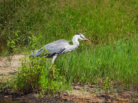 魚を咥えたアオサギ3 魚を咥えたアオサギ3 アオサギ,鳥,鳥類の写真素材