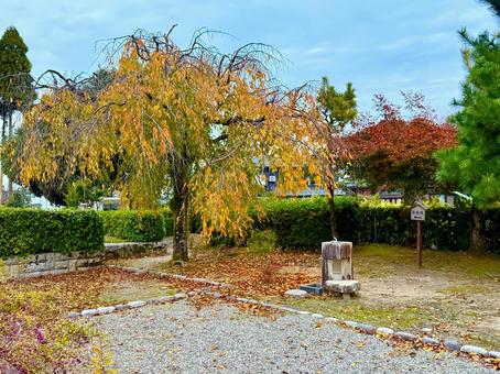 秋の夕方　福井県紫式部公園 紫式部公園,福井県,庭園の写真素材