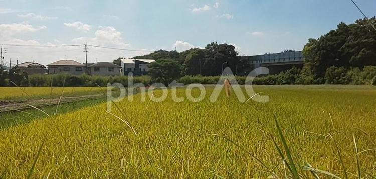 田んぼ-須恵町植木 田んぼ,稲,実るの写真素材