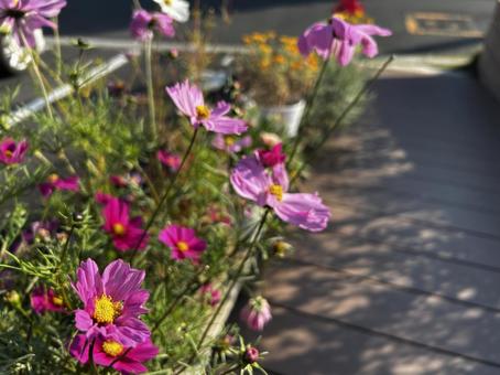 色鮮やかなコスモス コスモス,自然,濃いの写真素材