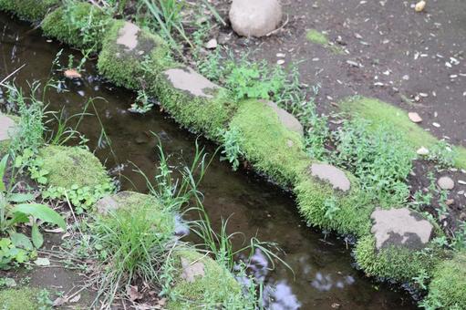 苔の生えた小川 苔の生えた小川 小川,苔,植物の写真素材