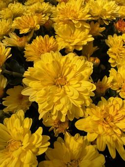 ドーム菊の花 ドーム菊,花,flowerの写真素材