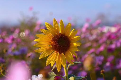 ひまわりとコスモス ひまわり,コスモス,花の写真素材