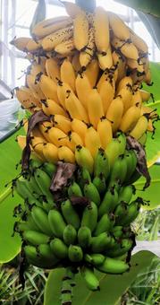 明治時代にやって来た バナナ,食べ物,植物の写真素材