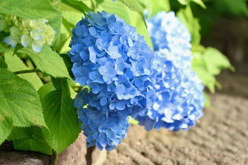 大きな紫陽花 大きな紫陽花の写真