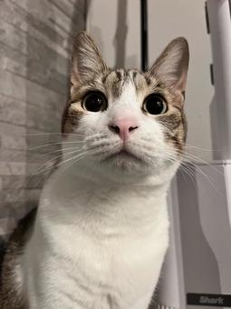 猫 猫の写真
