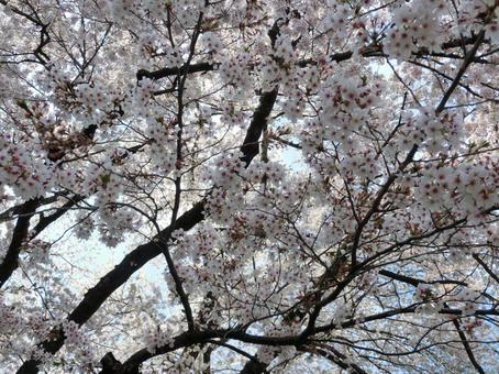 桜 桜の写真