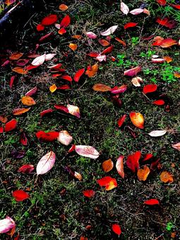 紅葉 落ち葉 紅葉 落ち葉の写真