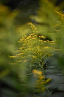 セイタカアワダチソウの写真