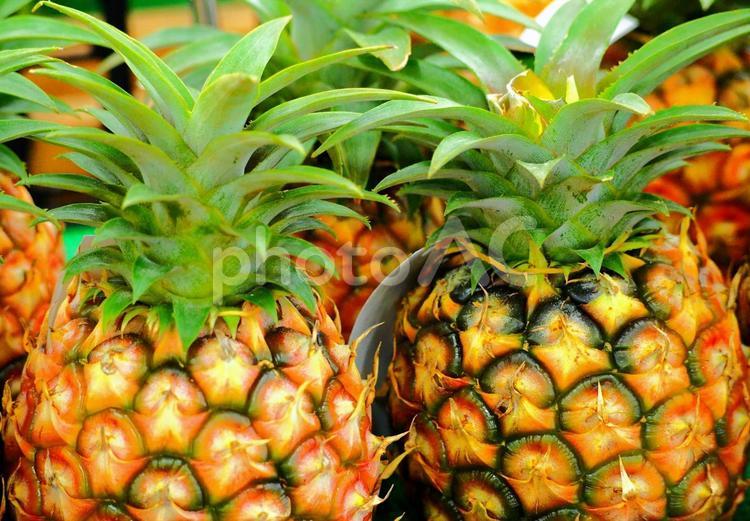 たくさんのおいしそうなパイナップル パイナップル,パイン,パインアップルの写真素材