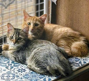 並んでこちらを見る2匹の子猫 並んでこちらを見る2匹の子猫の写真