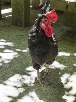 石上神宮の黒い神鶏、木漏れ日の中に立つ 石上神宮の黒い神鶏、木漏れ日の中に立つの写真