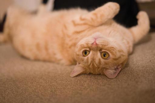 Brown tabby cat, JPG