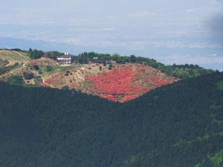 大和葛城山のヤマツツジ 大和葛城山のヤマツツジの写真