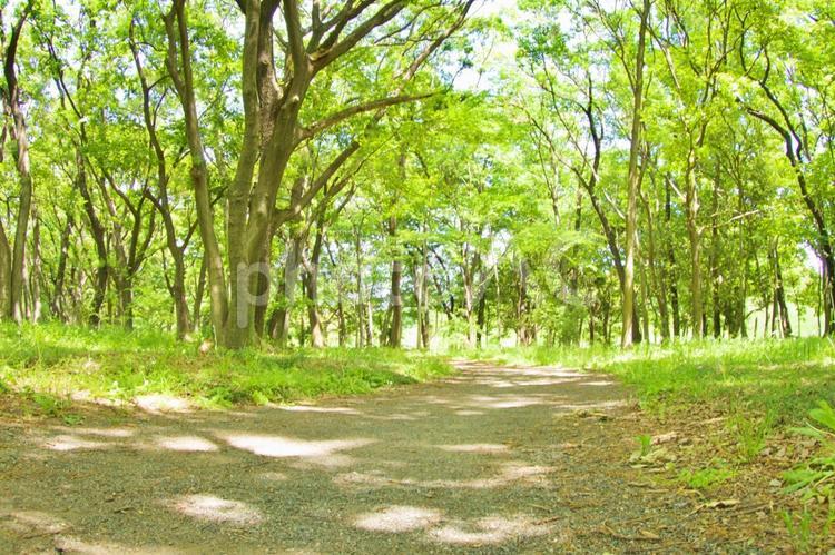 森の小道と自然の風景 新緑,夏,環境の写真素材