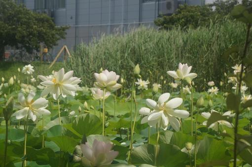 蓮 蓮の写真