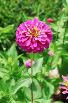 ジニア７ ジニア,花,かわいいの写真素材