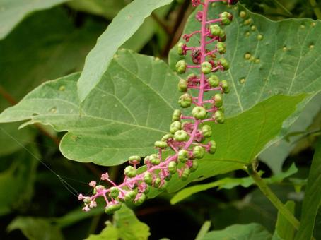 【植物写真】ヨウシュヤマゴボウ 【植物写真】ヨウシュヤマゴボウの写真