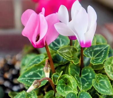 豚の饅頭の写真